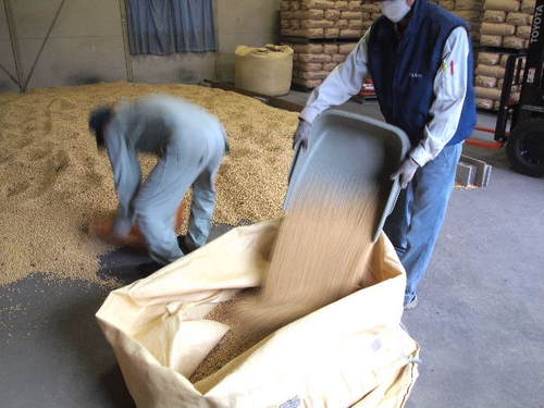 2011siroinekari3.jpg