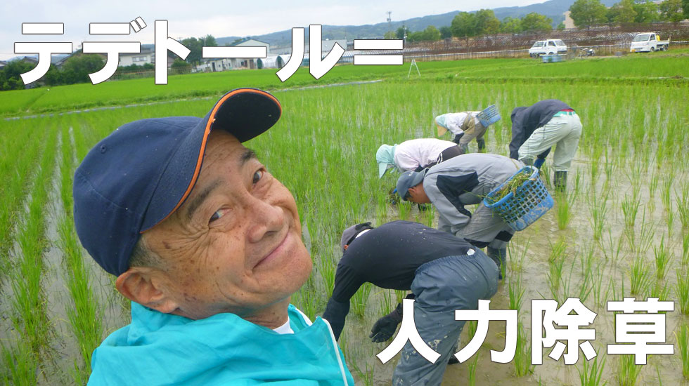 テデトール=人力除草