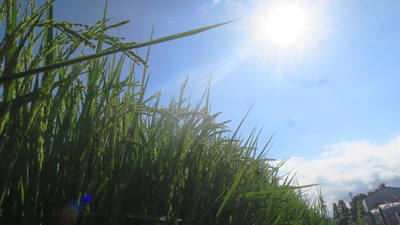 粒感しゃっきり固めの米派におすすめ 林さんちの一番打者ハナエチゼン