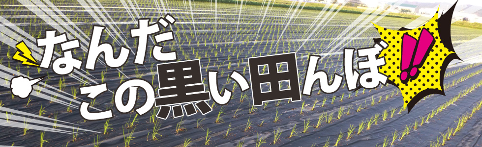 なんだこの黒い田んぼ!