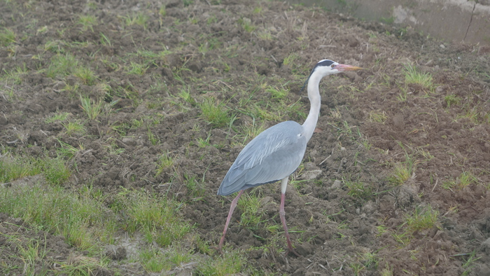 P1355433.JPG