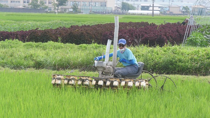紙マルチのるたんJJ1除草が2周目完了・今年は壊れずに最後まで除草