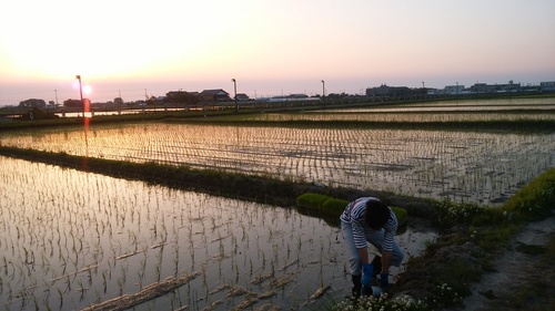 水回りと夕日.jpg