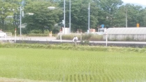 草刈り.jpg