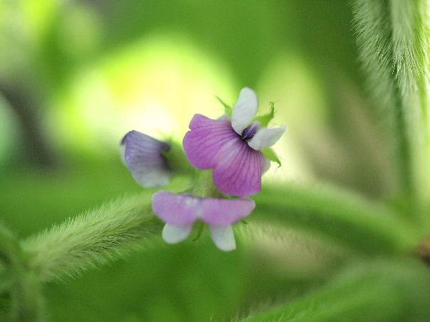 大豆の花