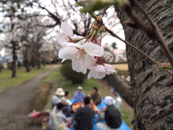 桜