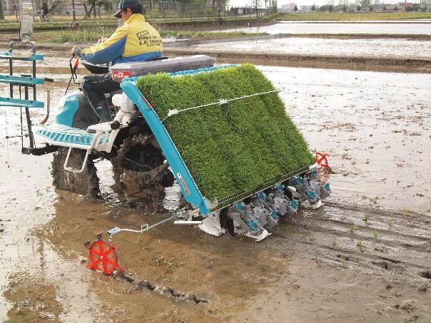 ハナエチゼン田植え開始