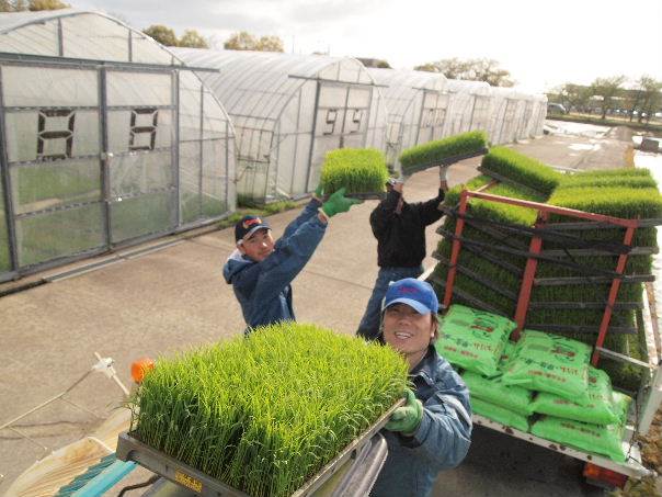 ハナエチゼン田植え開始