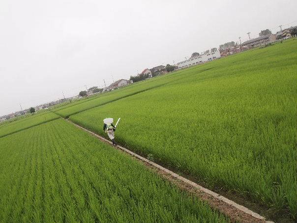 穂肥え散布