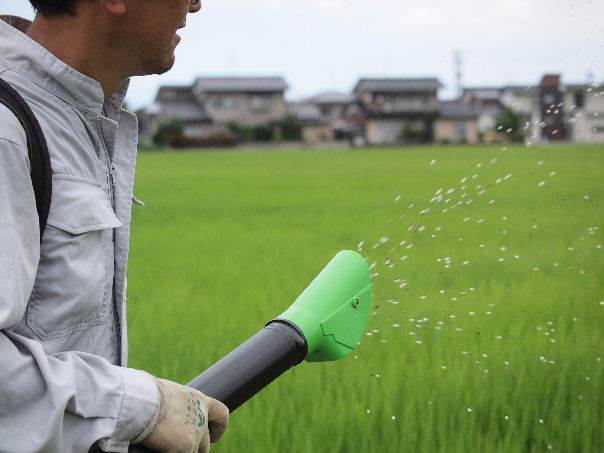 カグラモチ穂肥え散布