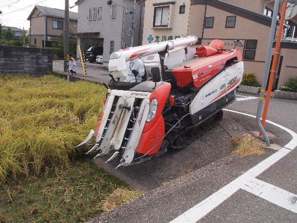 コシヒカリ稲刈り