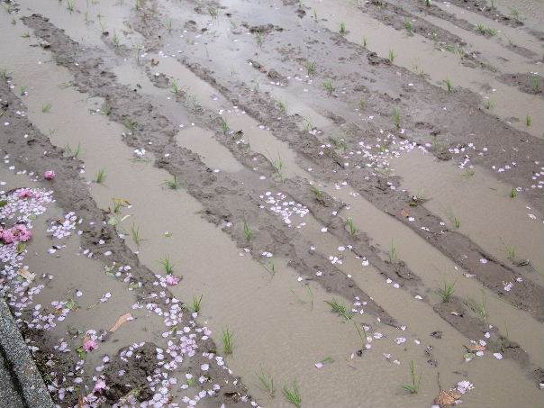 田植え