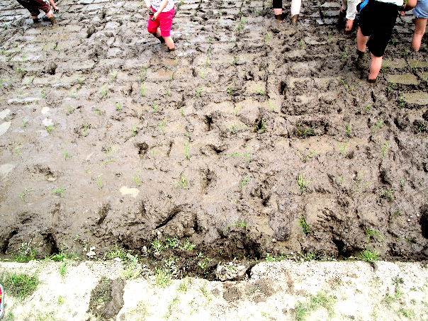 白銀幼稚園田植え