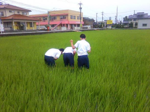 田んぼ周り