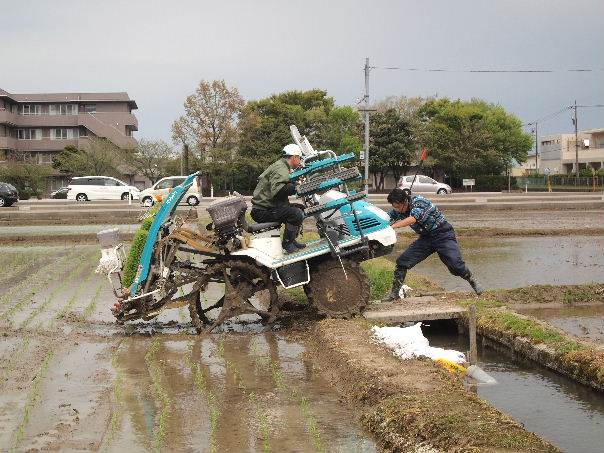 田植え