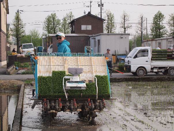 田植え