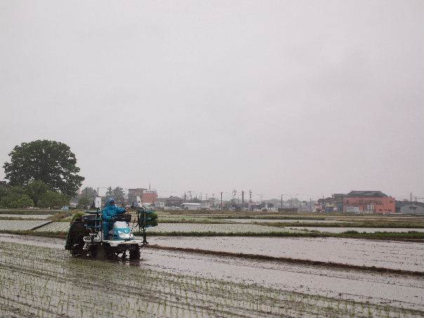 雨天田植え