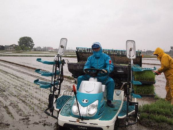 雨天田植え