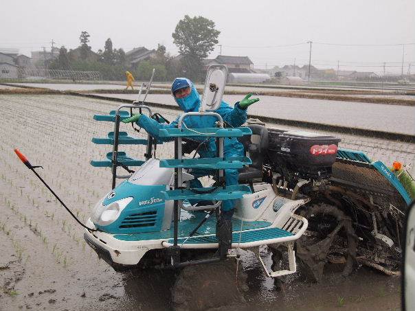 大雨警報田植え