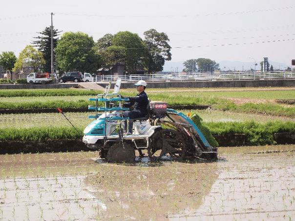 カグラモチ田植え