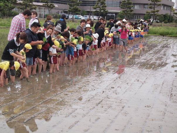 とくの幼稚園田植え"