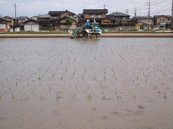 田植え