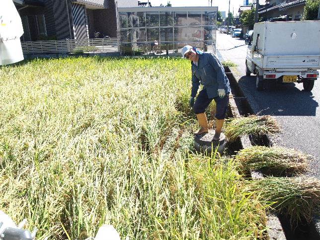 金沢市有松地区の稲刈りです