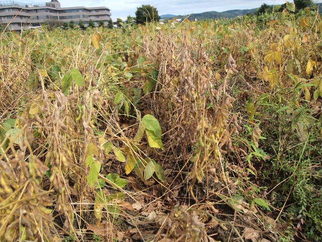 エンレイ大豆も刈り取り間近です