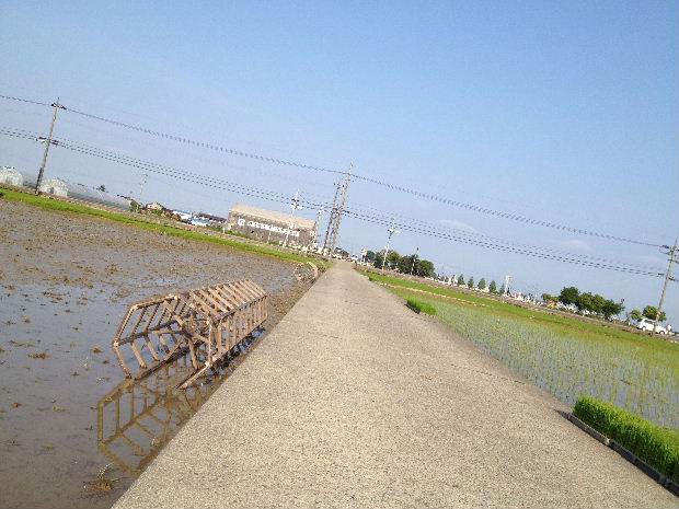 富陽小田植え