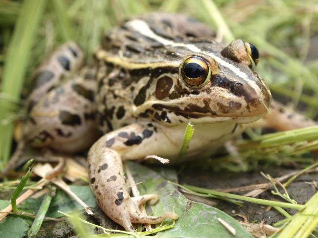 トノサマガエルは、カメムシを食べてくれます