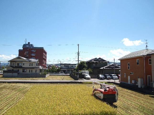 ハナエチゼンの田んぼのラストスパートです