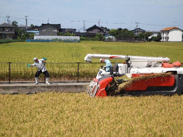 ひとめぼれの稲刈りに突入