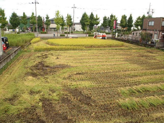 ひとめぼれ稲刈りラストスパートです