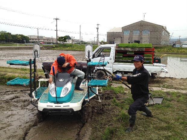 カグラモチ田植え