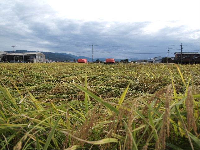 カグラモチ稲刈り開始