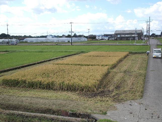 稲作体験田の稲刈り準備