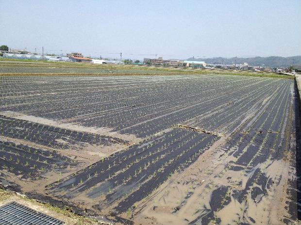 紙マルチ田植え