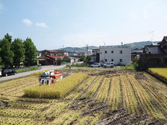 コシヒカリ稲刈り中