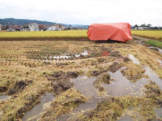 雨上がりの田んぼ