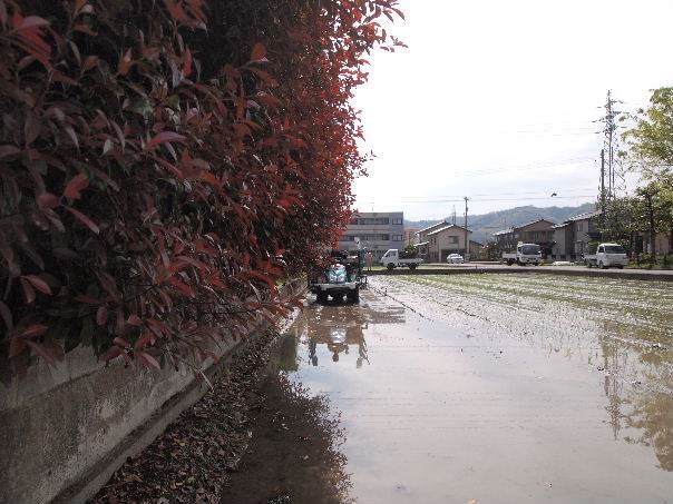 市街地田植え