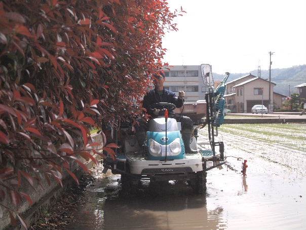 市街地田植え