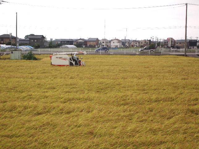 ミルキークィーン稲刈り中