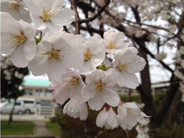 桜