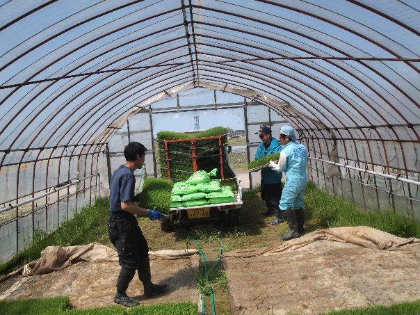 田植え開始