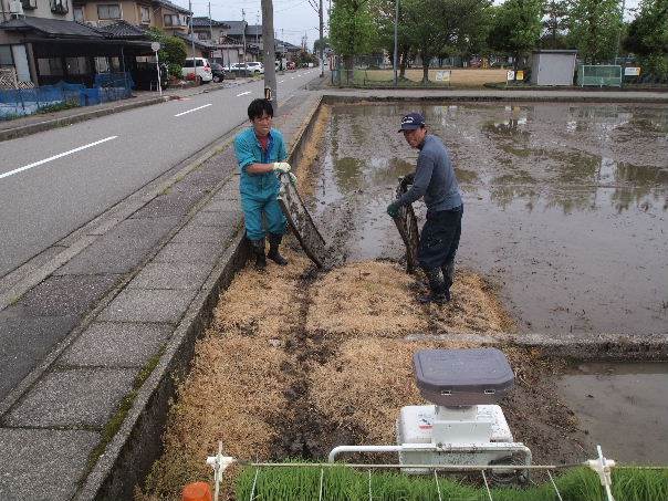 田植え