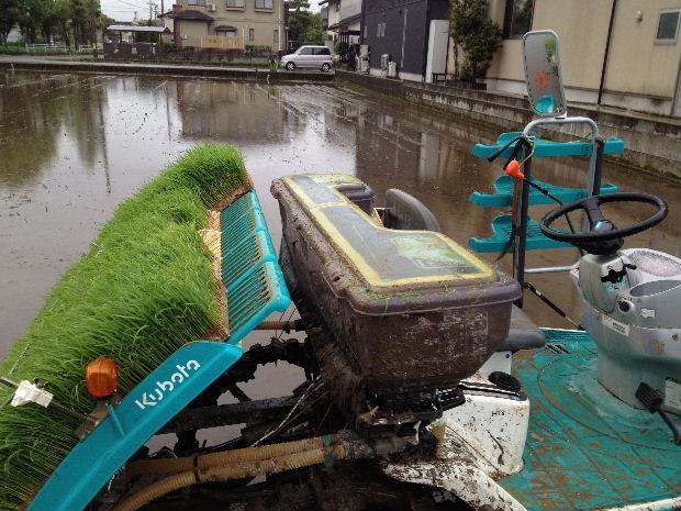 雨の中の田植え