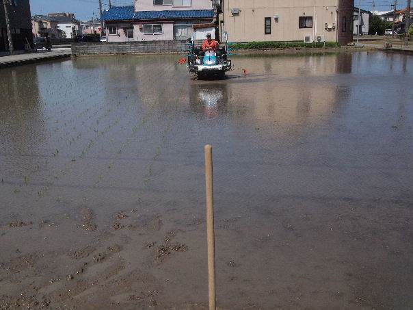 田植え