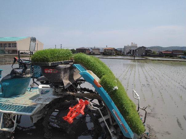 田植え