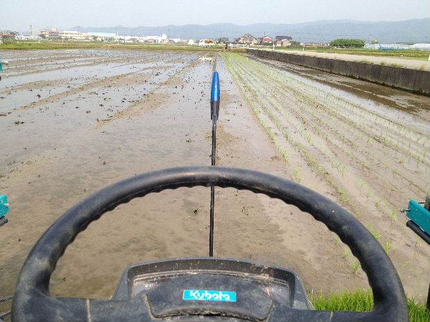 田植え