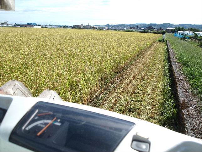 紙マルチ栽培コシヒカリ稲刈り開始